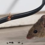 How To Protect Electrical Wiring From Rodents?