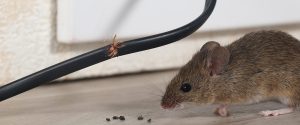 How To Protect Electrical Wiring From Rodents?